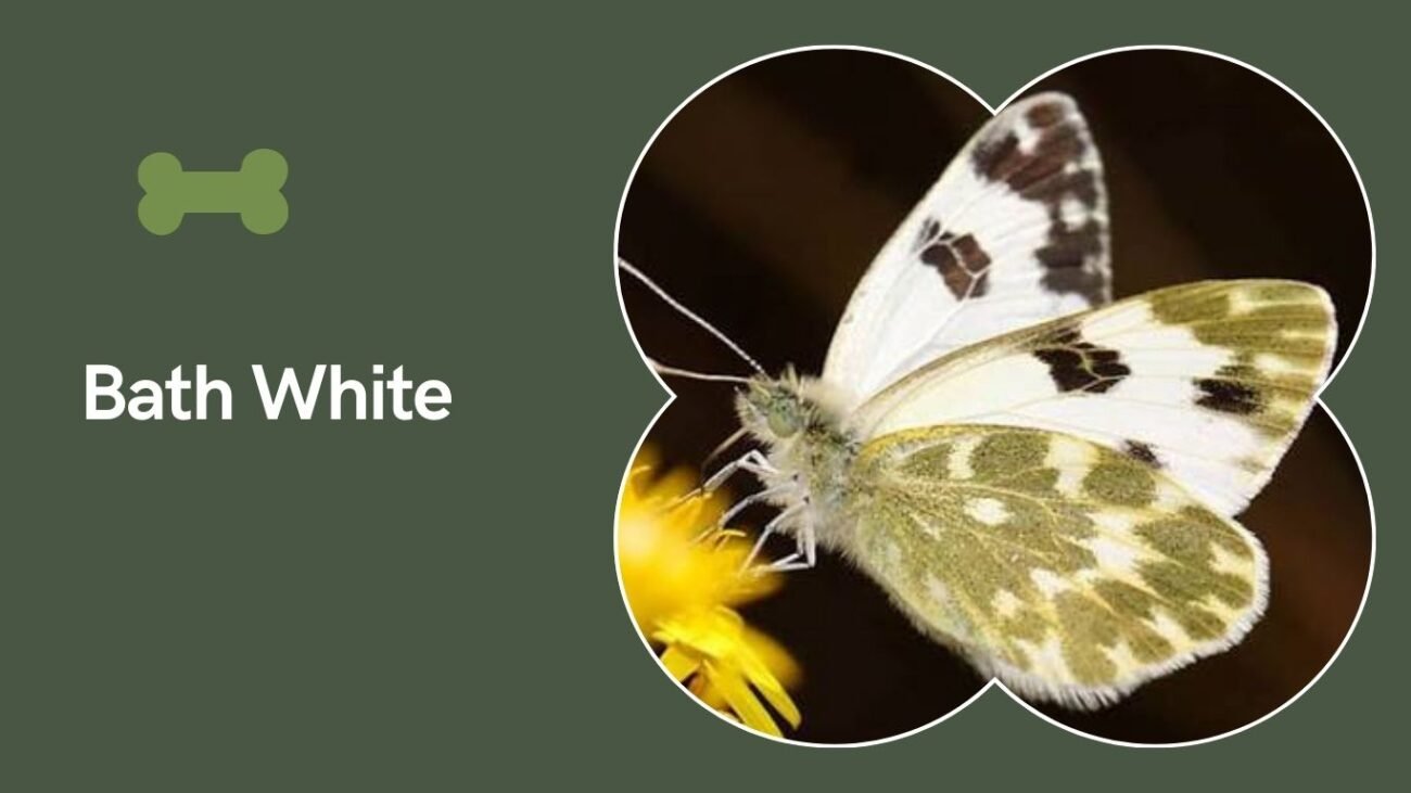 Bath White (Pontia daplidice)