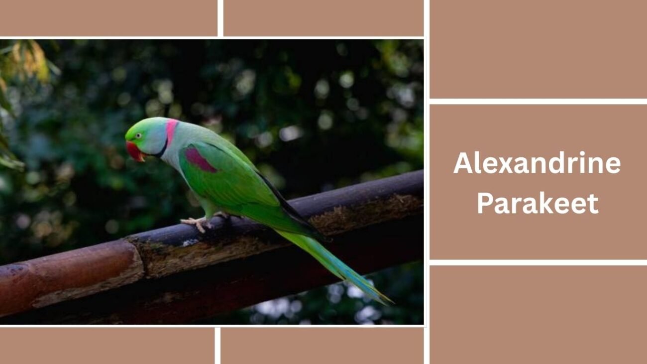 Alexandrine Parakeet