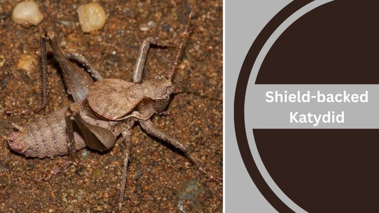 Shield-backed Katydid