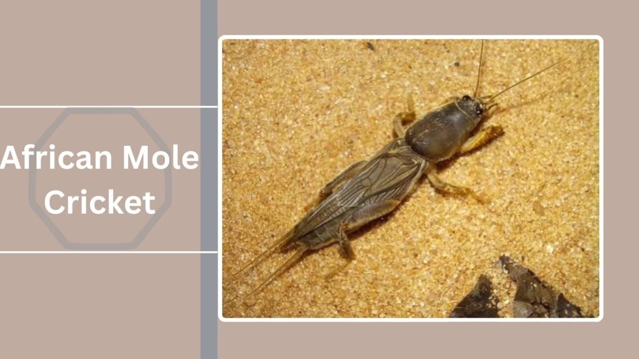 African Mole Cricket