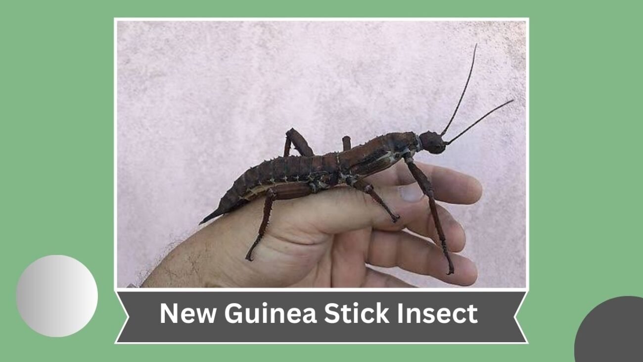 New Guinea Stick Insect (Eurycantha calcarata)