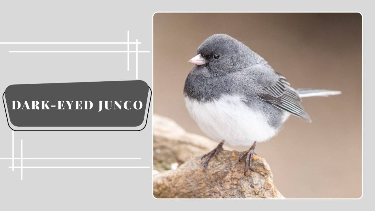 Dark-eyed Junco (Slate-colored)