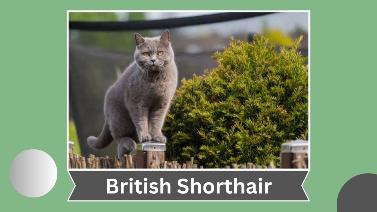 British Shorthair