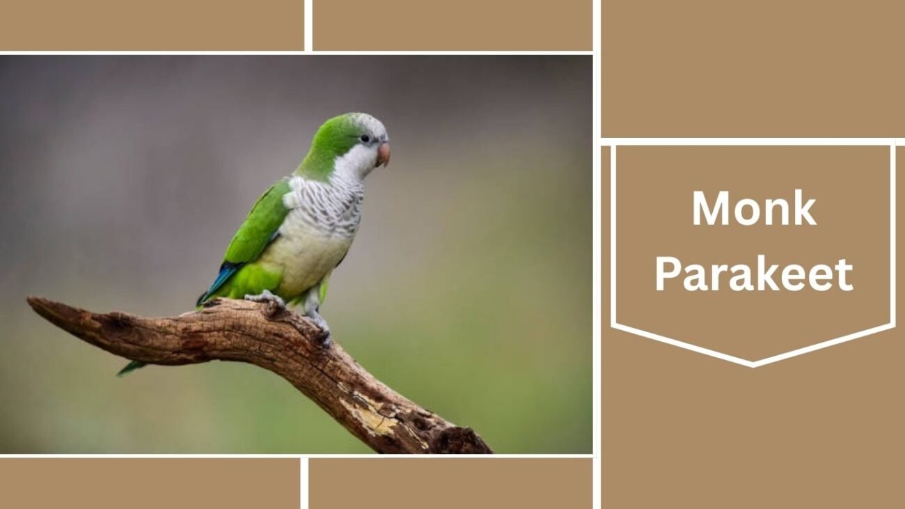 Monk Parakeet (Quaker Parrot)