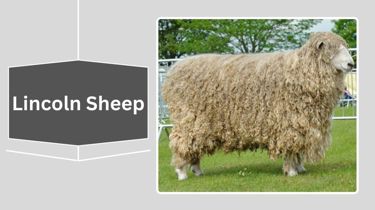 Lincoln Sheep