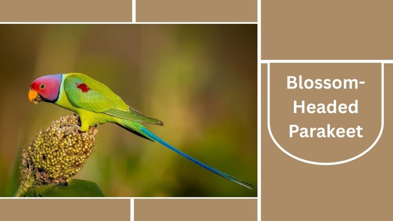  Blossom-Headed Parakeet