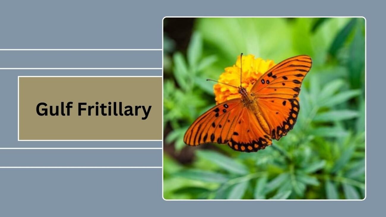 Gulf Fritillary