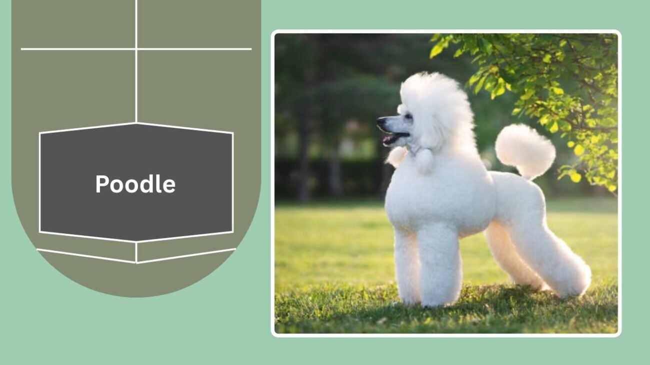 Poodle