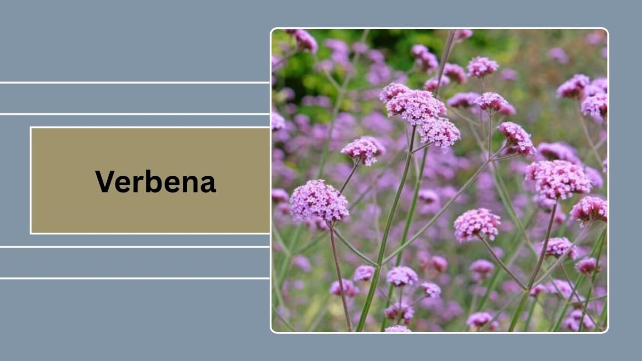 Verbena