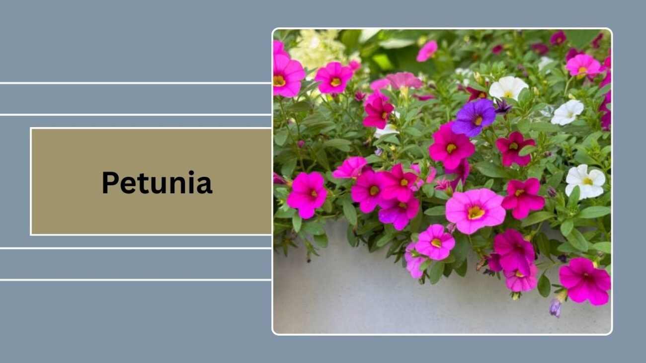 Petunia