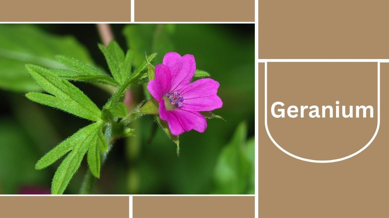 Geranium (Pelargonium)