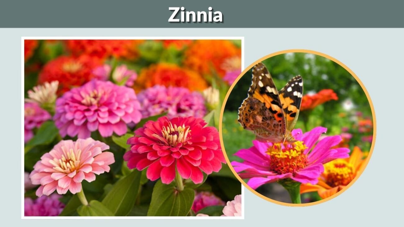 Zinnia