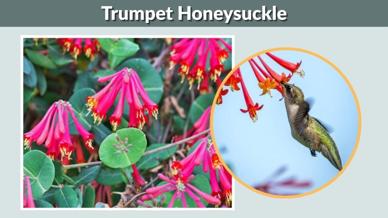 Trumpet Honeysuckle