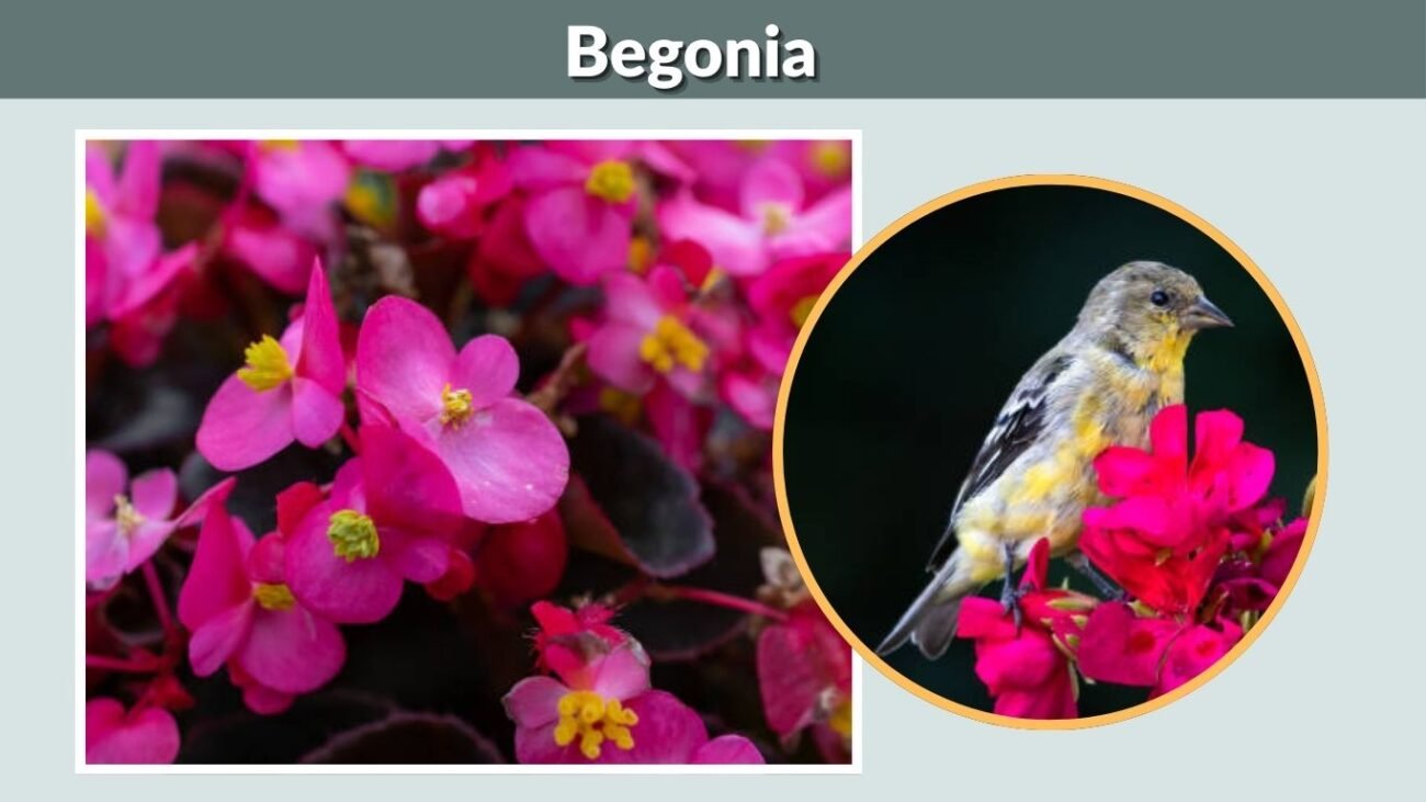Begonia