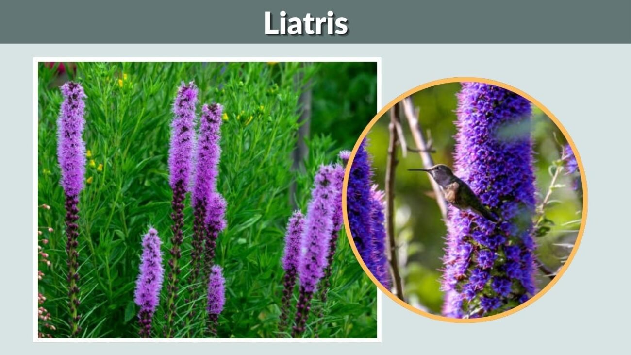 Liatris (Blazing Star)