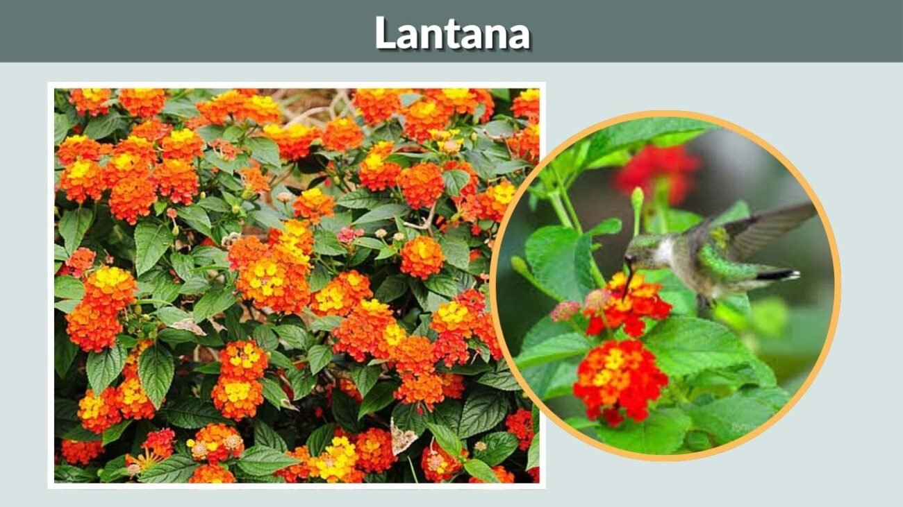 Lantana