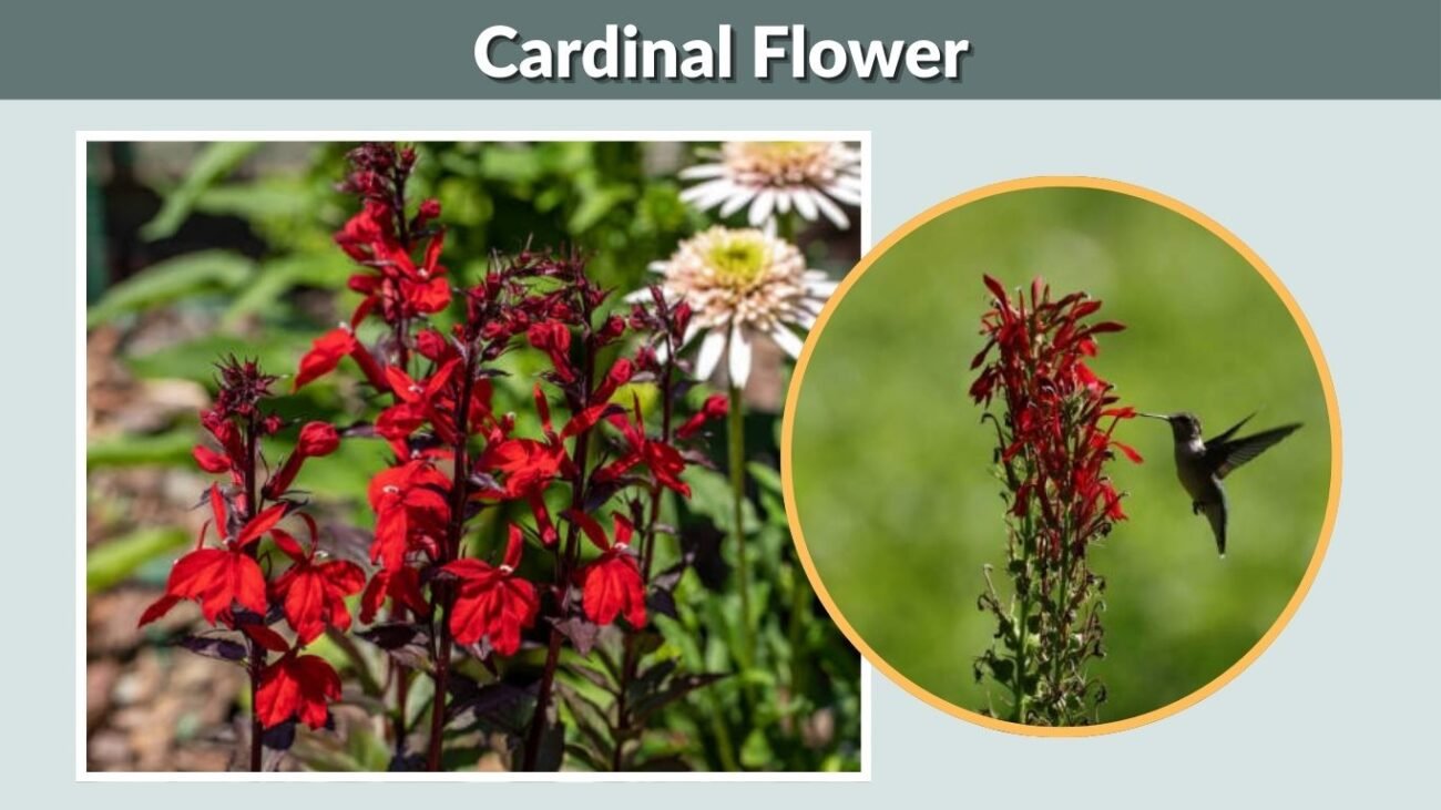 Cardinal Flower