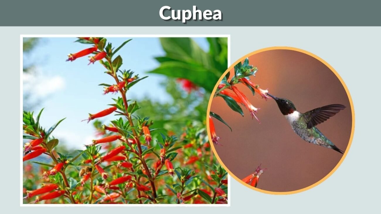 Cuphea (Cigar Plant)