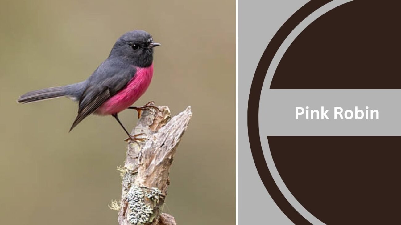 Pink Robin