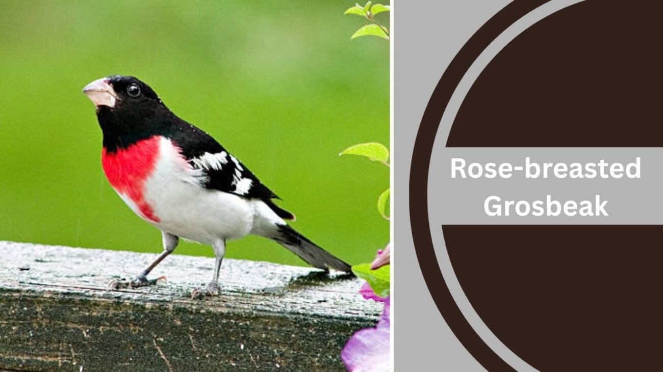 Rose-breasted Grosbeak