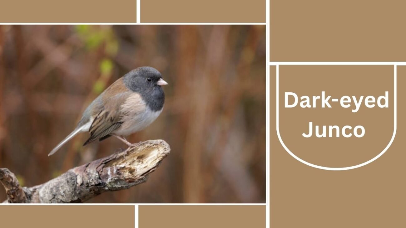 Dark-eyed Junco (Slate-colored Form)