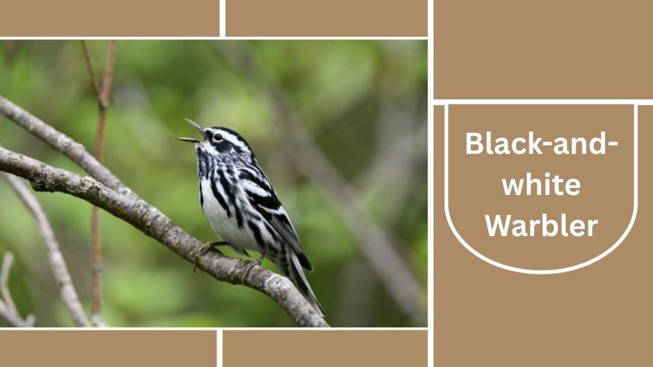 Black-and-white Warbler