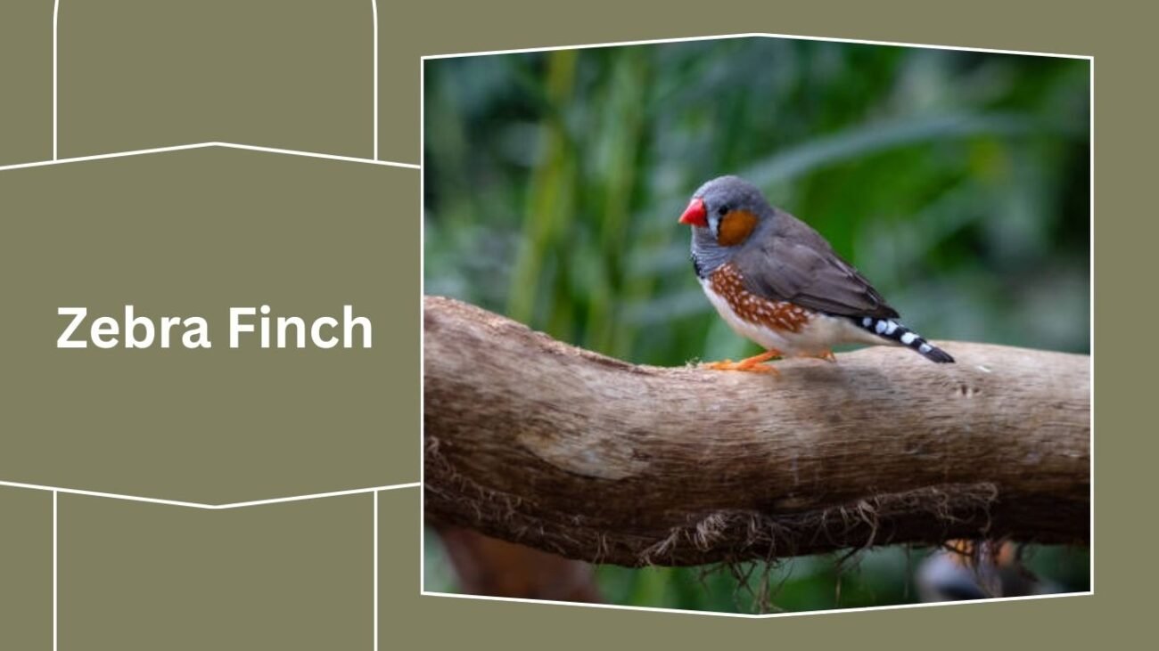 Zebra Finch