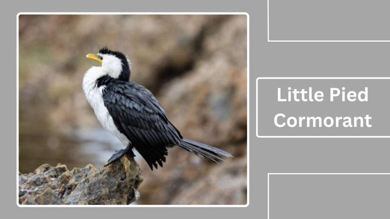 Little Pied Cormorant