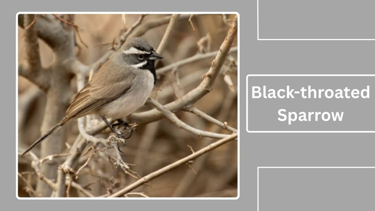 Black-throated Sparrow