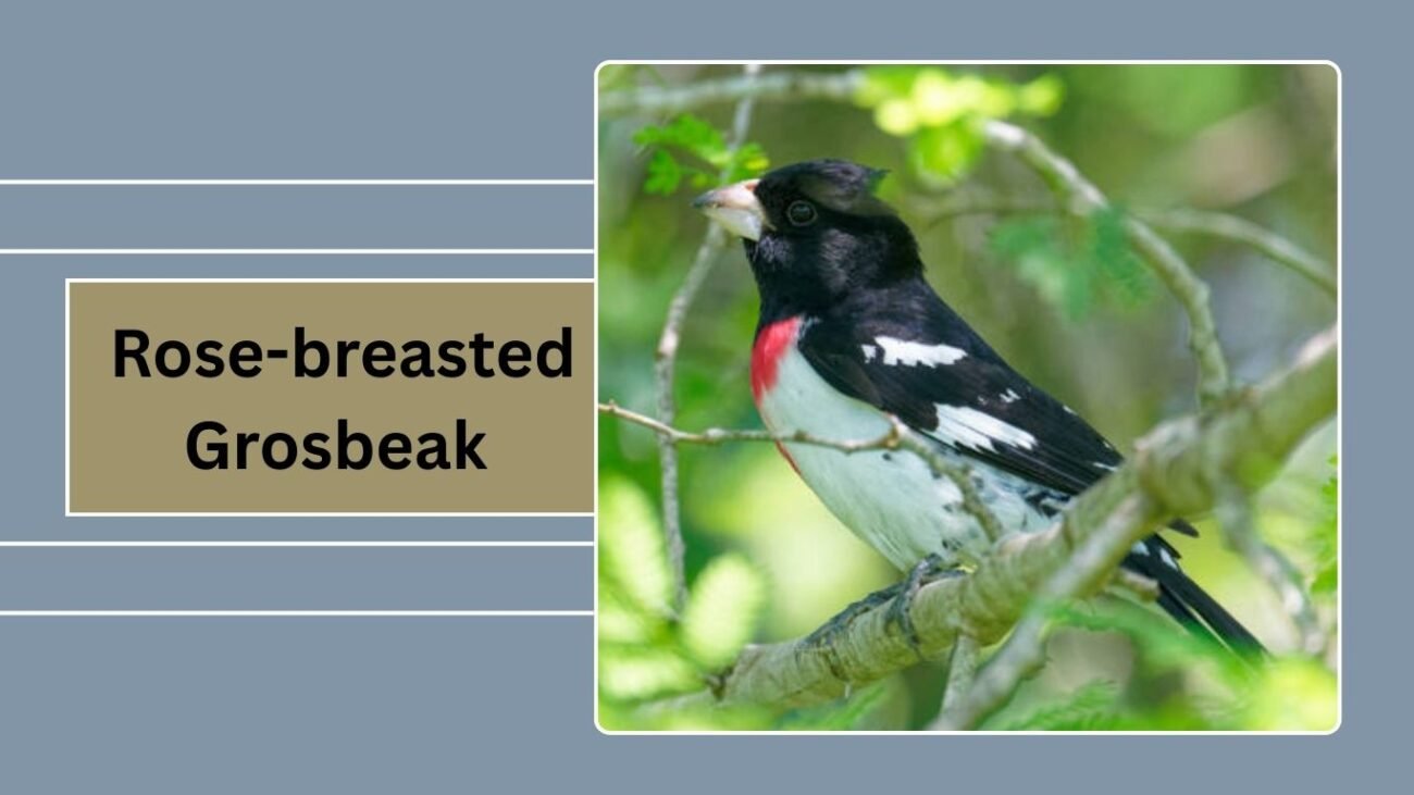 Rose-breasted Grosbeak (Juvenile)