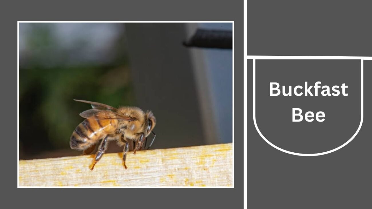 Buckfast Bee (Apis mellifera hybrid)
