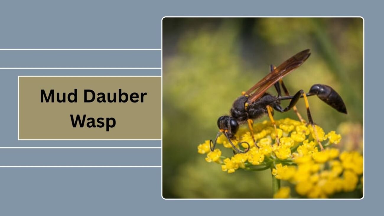 Mud Dauber Wasp