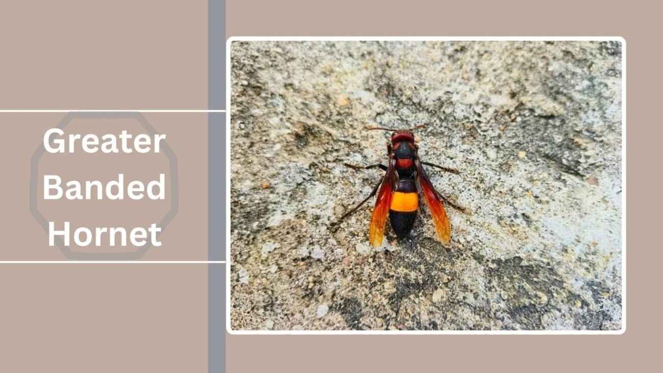 Greater Banded Hornet (Vespa tropica)