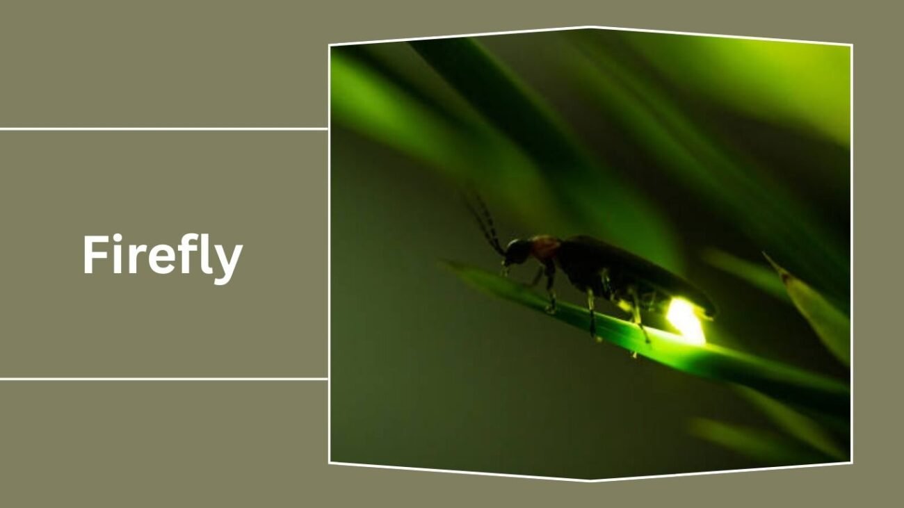 Firefly / Lightning Bug (Lampyridae)