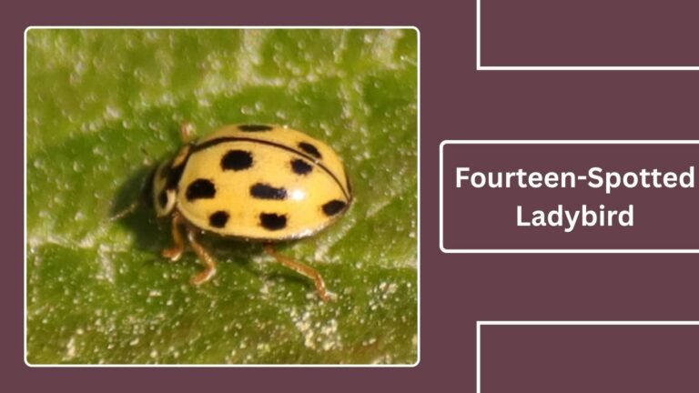 Lady Bird Beetle