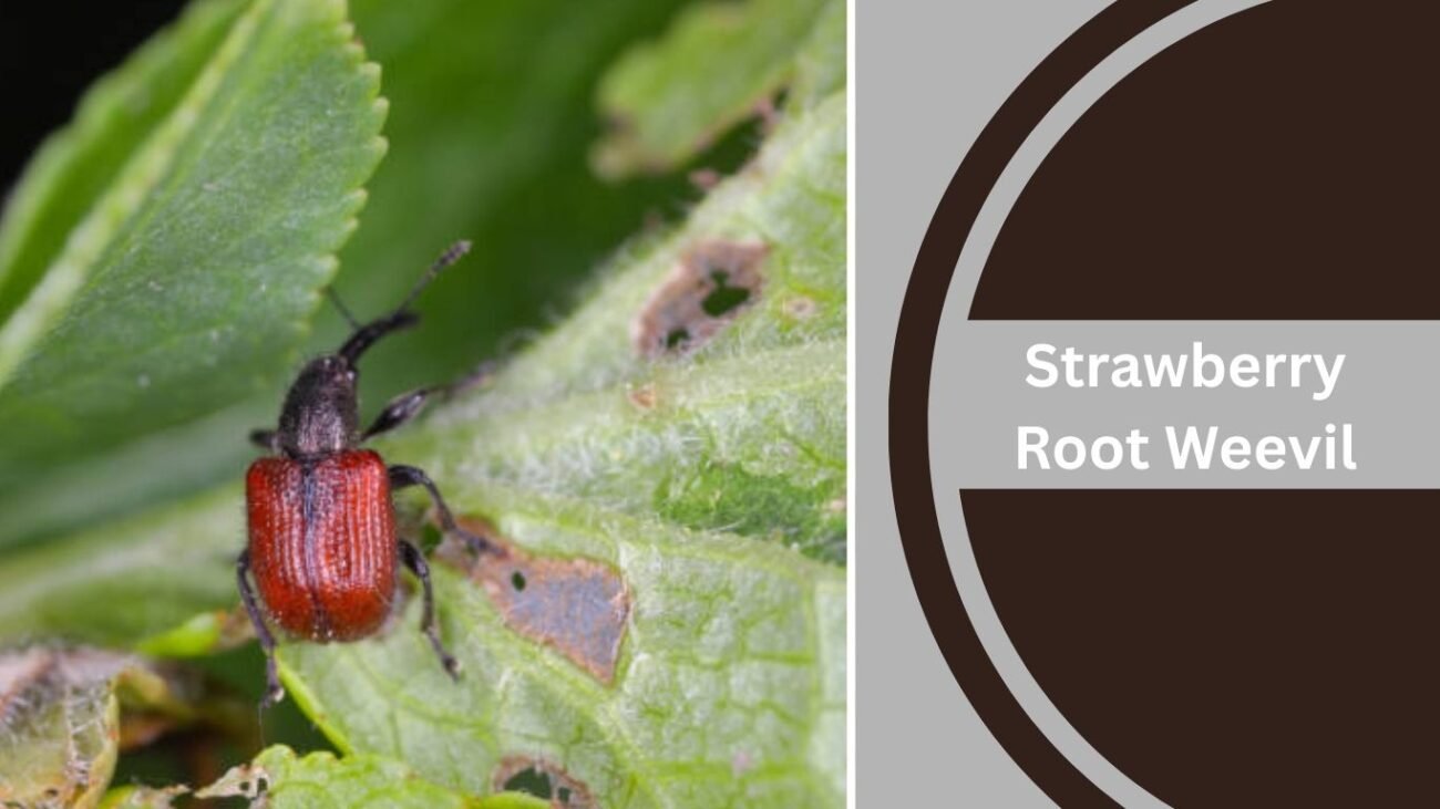 Strawberry Root Weevil