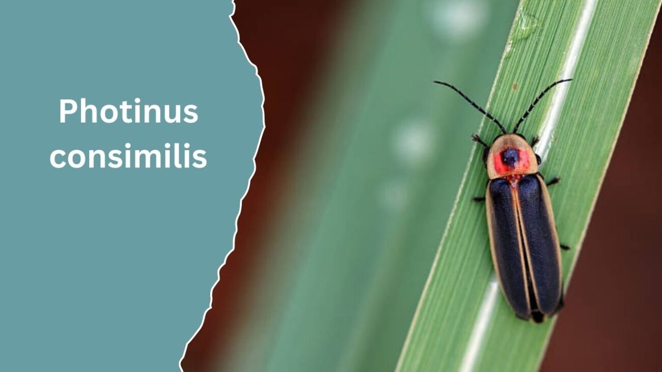 Photinus consimilis