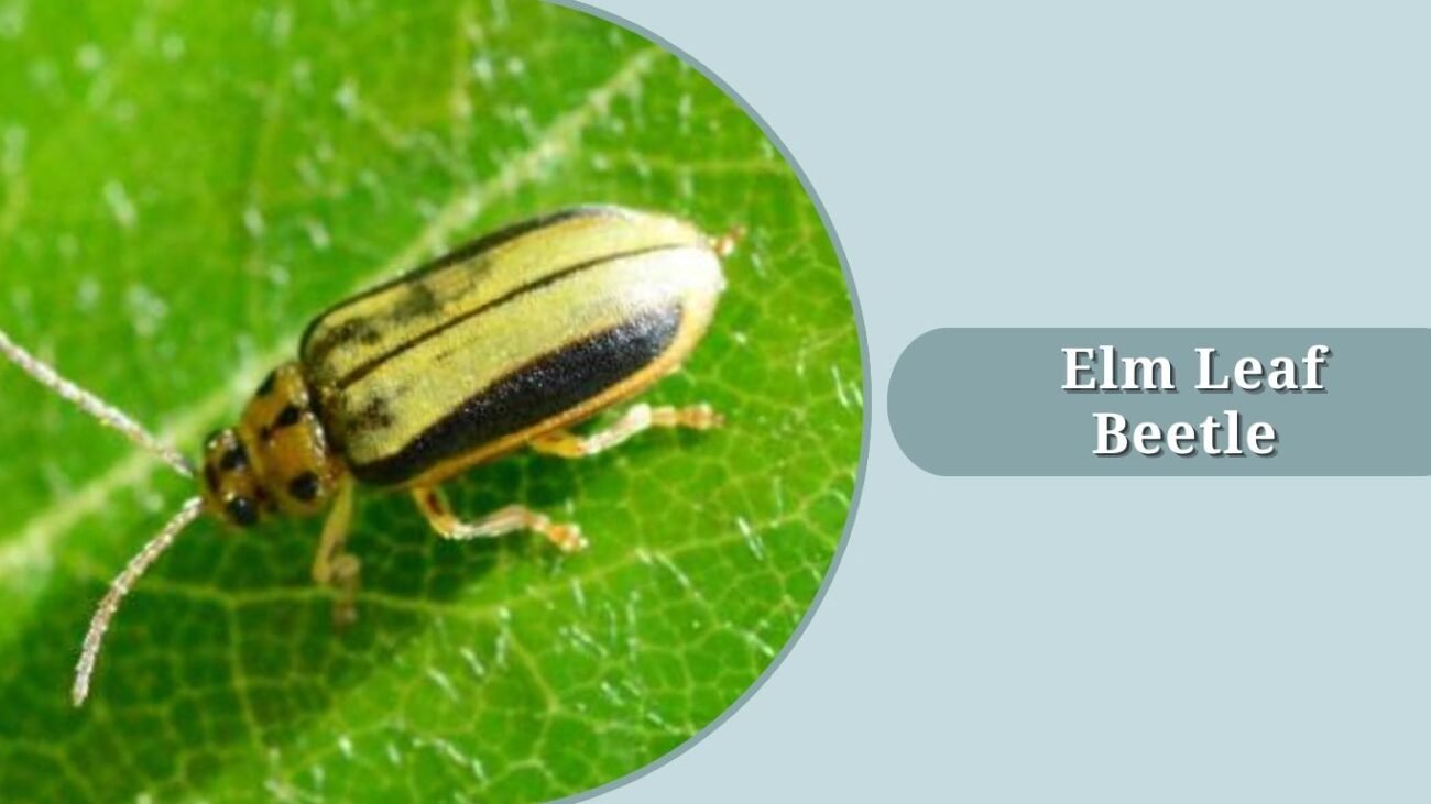 Elm Leaf Beetle