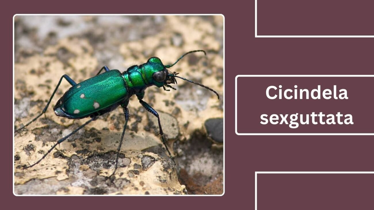 Cicindela sexguttata