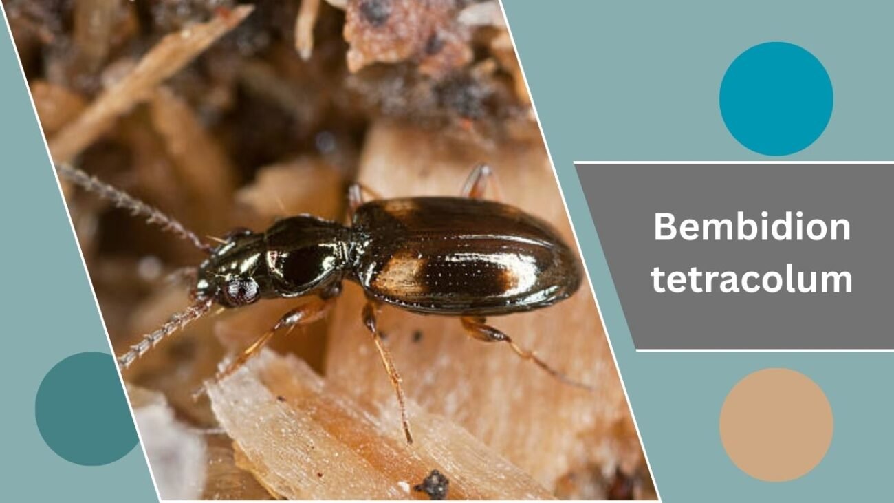 Bembidion tetracolum