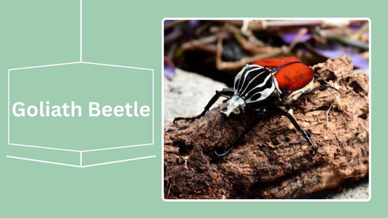 Goliath Beetle