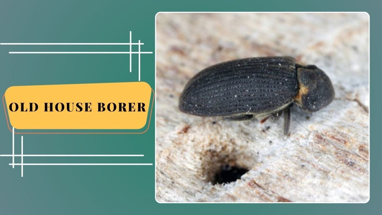 Old House Borer (Hylotrupes bajulus)