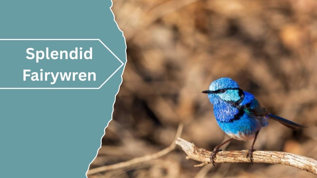 Splendid Fairywren