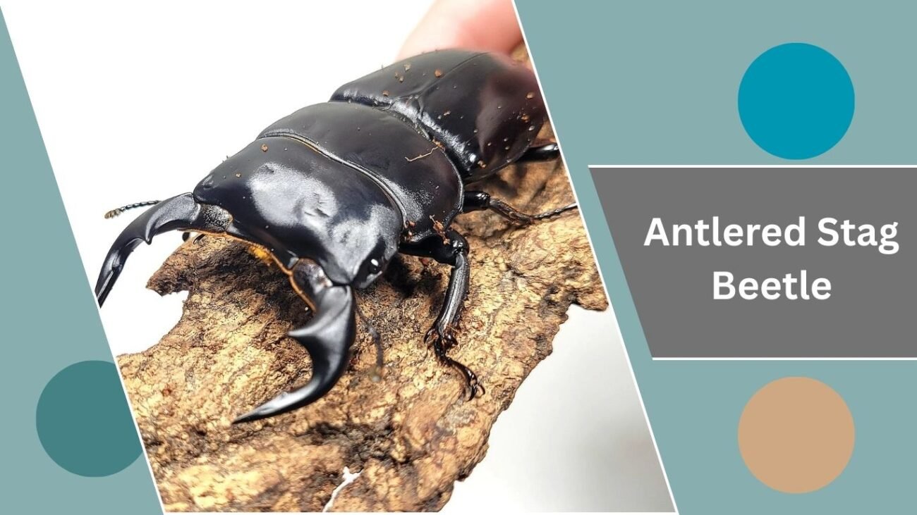Antlered Stag Beetle
