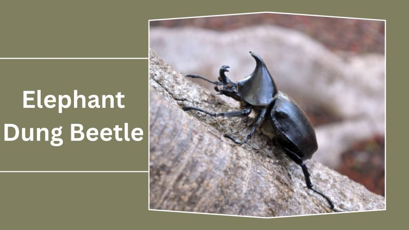 Elephant Dung Beetle