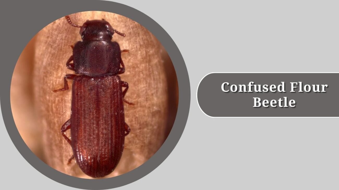  Confused Flour Beetle
