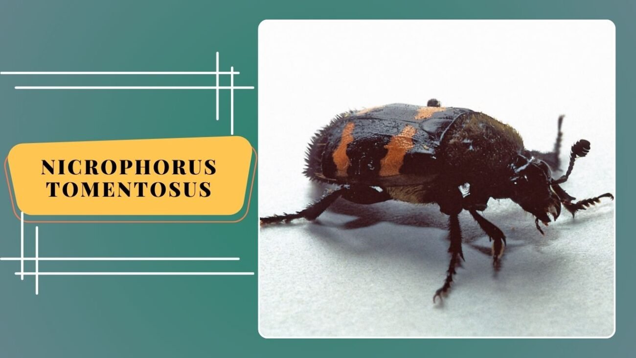 Nicrophorus tomentosus
