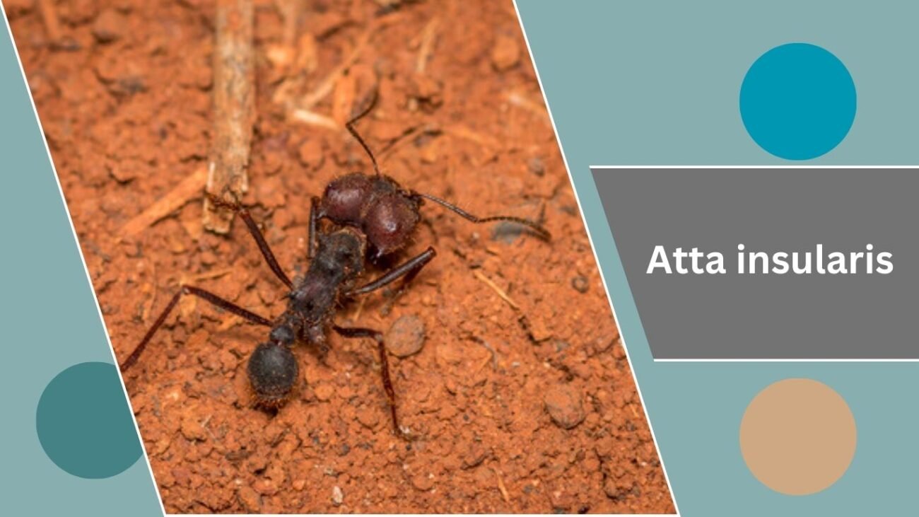 Atta insularis