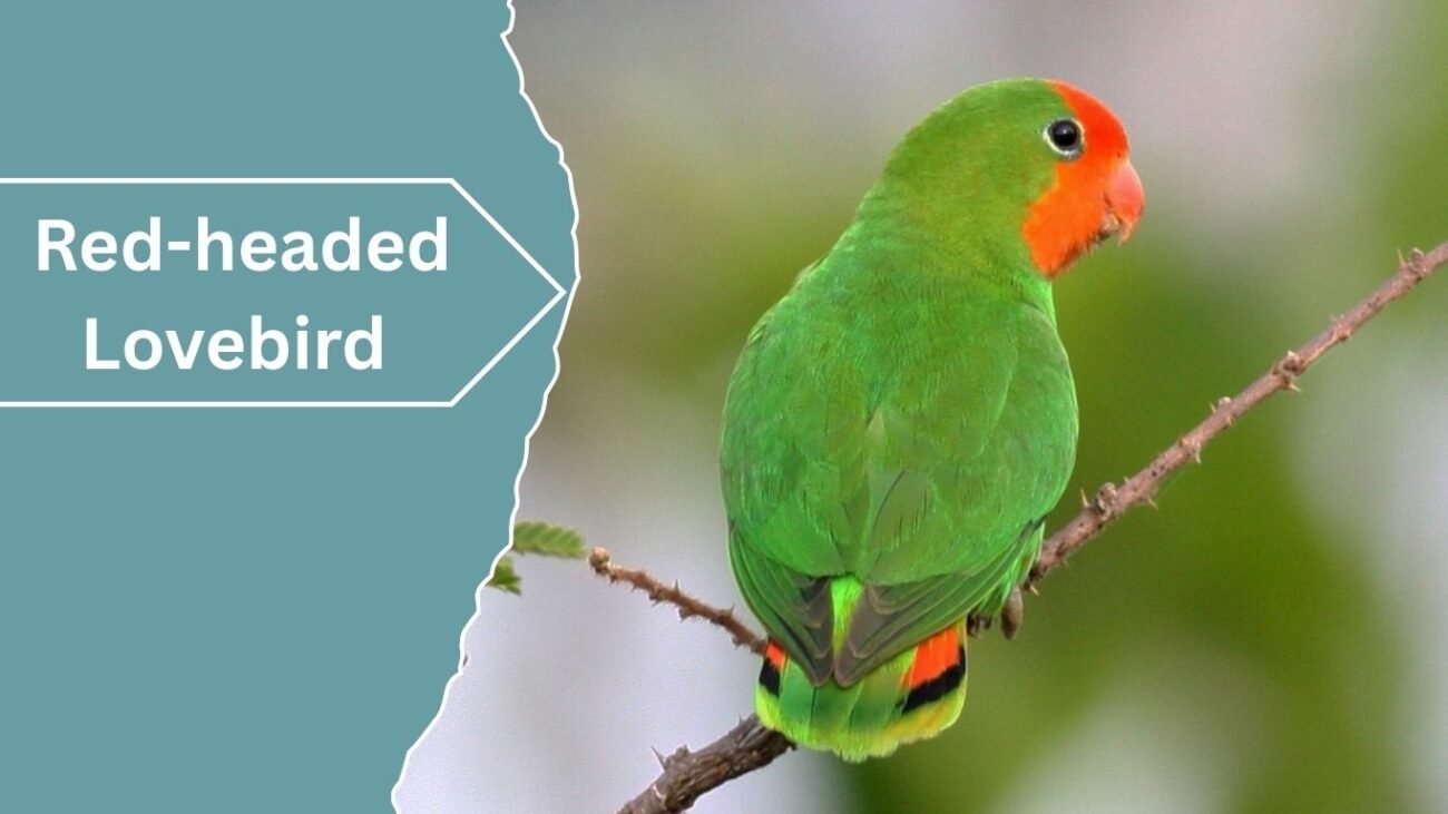 Red-headed Lovebird
