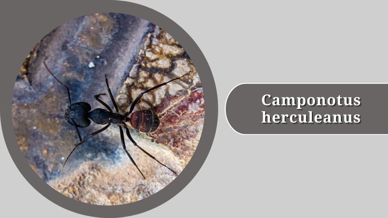 Camponotus herculeanus